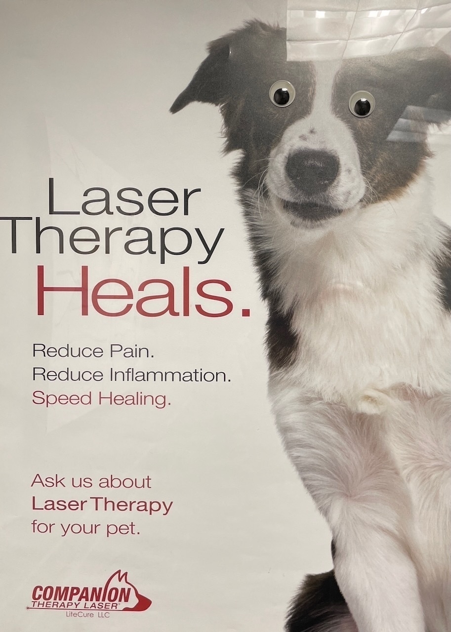 laser therapy promotional poster with a black and white dog with googly eyes