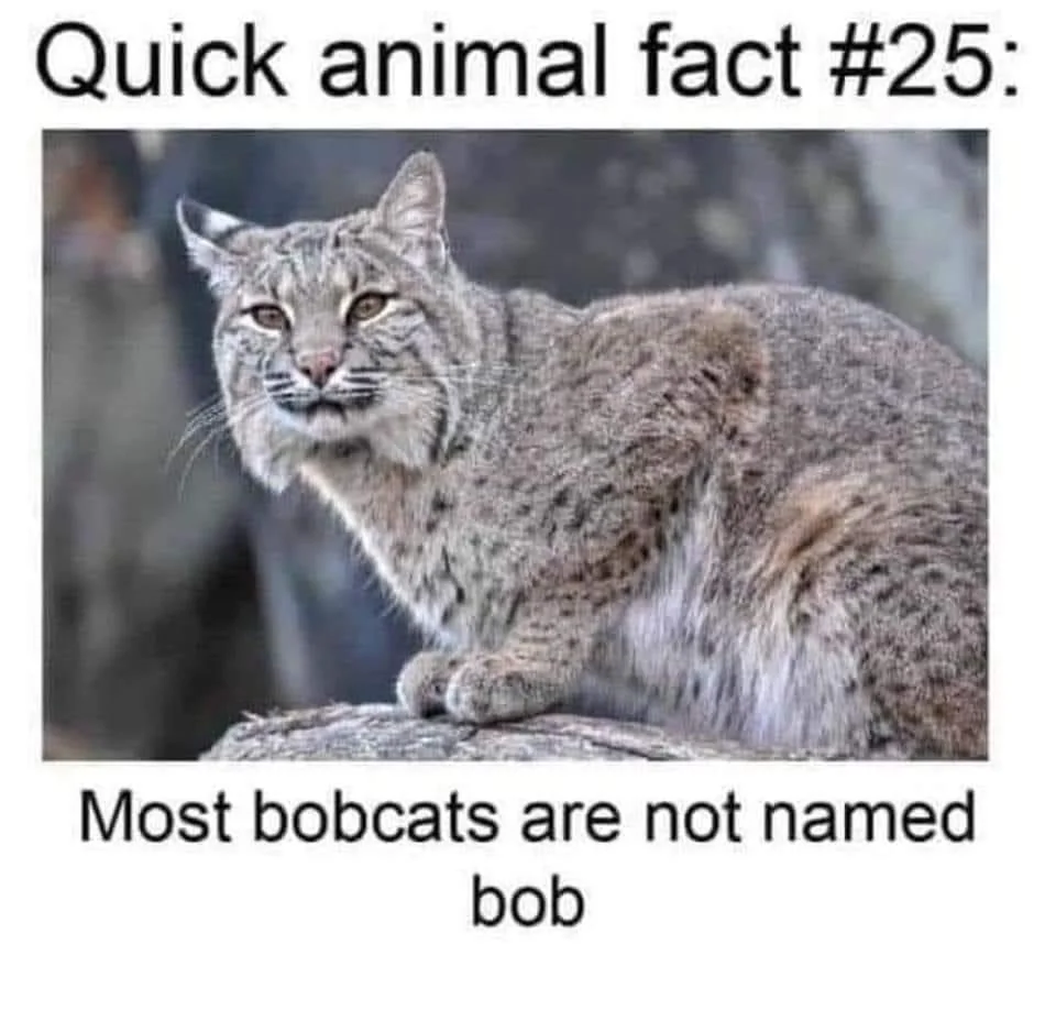 A bobcat is perched on a rock with text humorously stating: Most bobcats are not named bob.